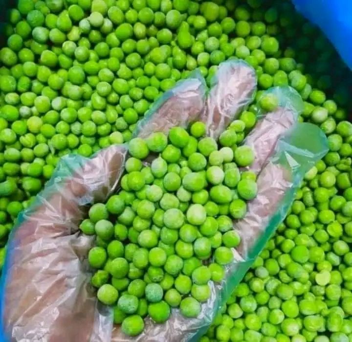 A gloved hand holding frozen Egyptian green peas