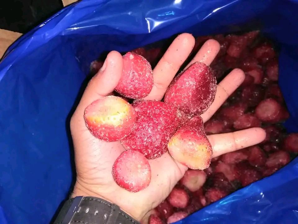 Frozen Egyptian strawberries in an open hand